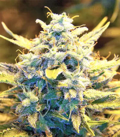 Golden Tiger strain
