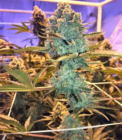 Gorilla Cookies (Big Head Seeds) Cannabis-Samen