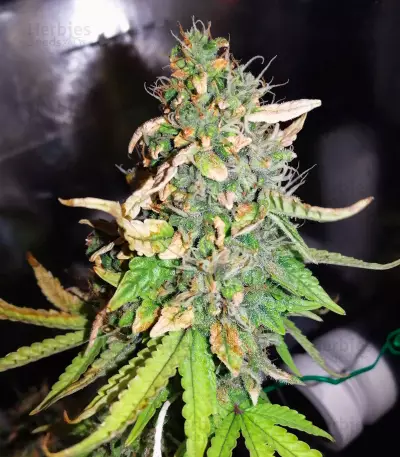 Gorilla Z Auto feminisiertes Saatgut (Barney's Farm)
