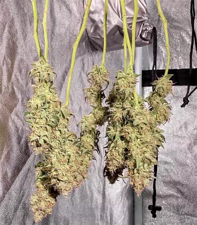 Hindu Kush (Sensi Seeds) Cannabis-Samen