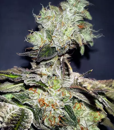 Josh D OG (Karma Genetics) Cannabis-Samen