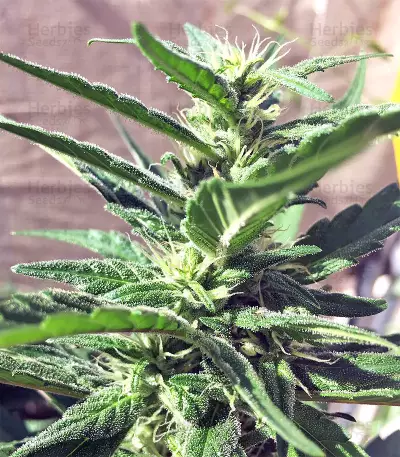 Kali China (Ace Seeds) Cannabis-Samen