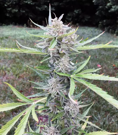 LSD Auto (Barney's Farm) Cannabis-Samen