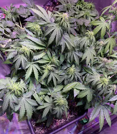 Lemonberry Haze Auto (Original Sensible Seeds) Cannabis-Samen