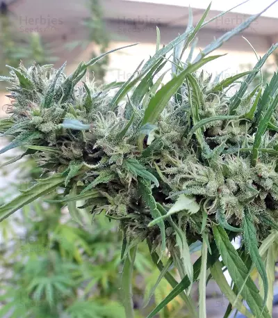 Malawi Regular (Ace Seeds) Cannabis-Samen