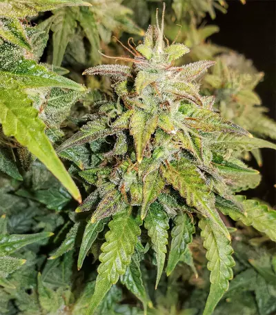 Original Auto Skunk (Fast Buds) Cannabis-Samen