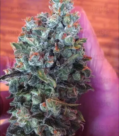 Outdoor Hurricane (Kera Seeds) Cannabis-Samen