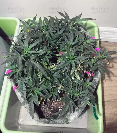 Pineapple Glue (Advanced Seeds) Cannabis-Samen