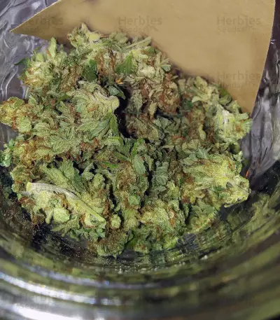 Sherbert Dab (Big Head Seeds) Cannabis-Samen