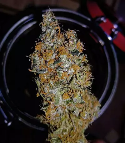 Sour Tangie (Reserva Privada) Cannabis-Samen