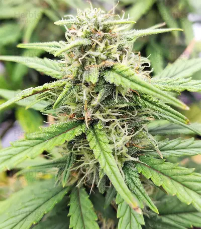 Strawberry Gum (Advanced Seeds) Cannabis-Samen