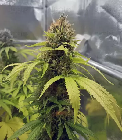 Toxic (Ripper Seeds) Cannabis-Samen