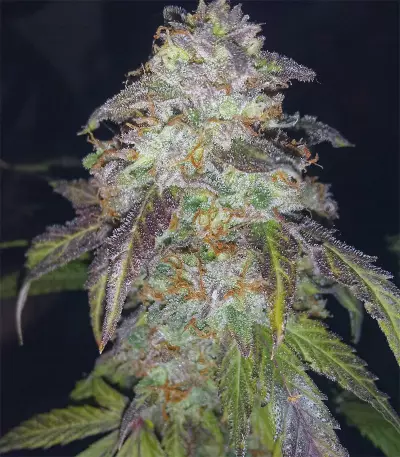 Wild Thailand Ryder Auto (World of Seeds) Cannabis-Samen