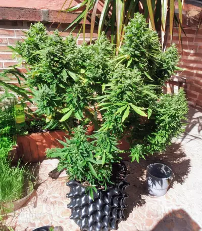 Also Know 47 Autoflower feminisierte Samen (Seedkeepers)