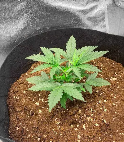 Auto Purple Diesel strain
