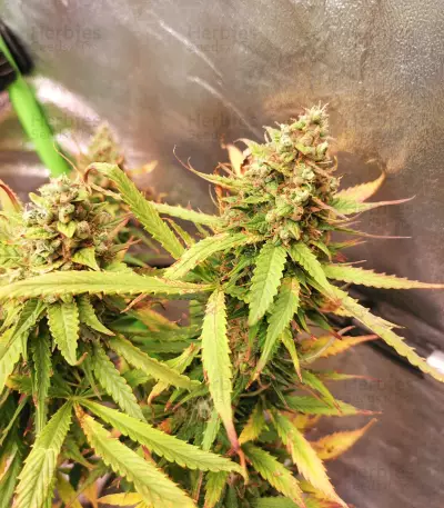 Blue Tease Auto (Dr. Krippling Seeds) Cannabis-Samen