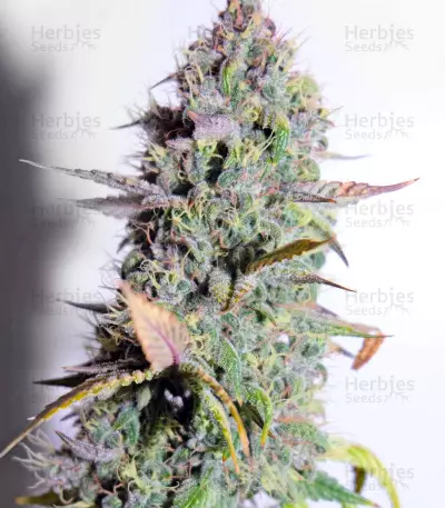 Bruce Banner Auto (Cali Buds Seeds) Cannabis-Samen