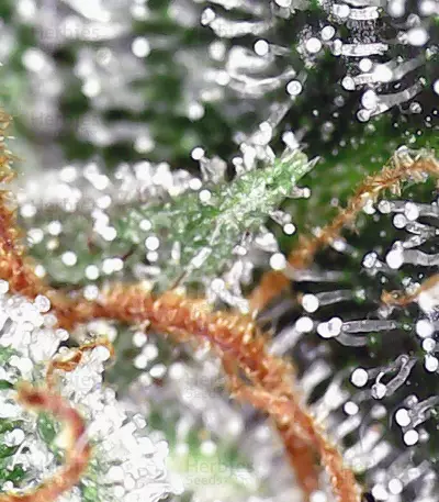 Cash Crop Auto (Cream of the crop seeds) Cannabis-Samen