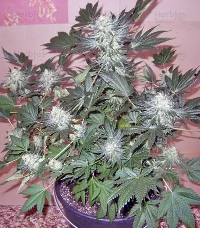 Jacky White (Paradise Seeds) Cannabis-Samen