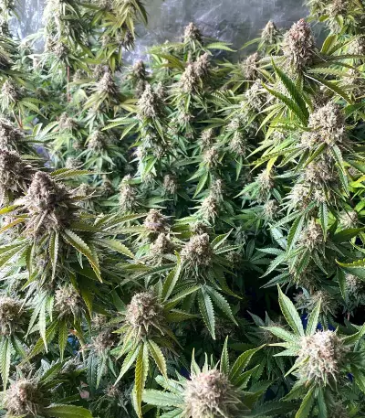 Medical Buddha (Kera Seeds) Cannabis-Samen