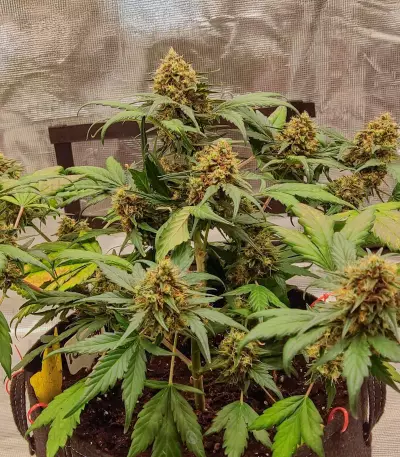 Orange Apricot Glue XL Auto feminisierte Samen (Sweet Seeds)