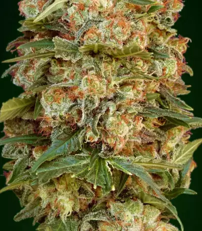 Afghan Skunk (Advanced Seeds) Cannabis-Samen