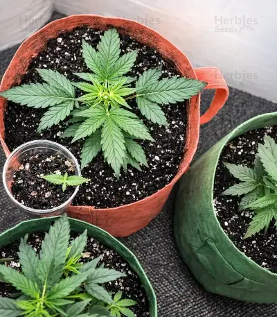 Auto Blackberry Moonrocks (Herbies Seeds)