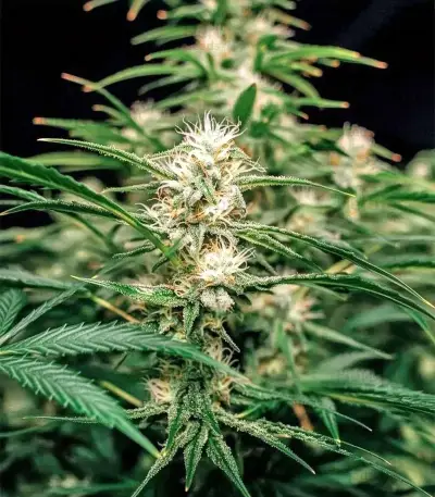 Biscotti Auto (Green House Seeds)