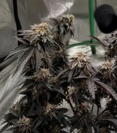 Biscotti Auto (Green House Seeds)