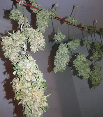 Buddha Magnum Auto (Buddha Seeds) Cannabis-Samen
