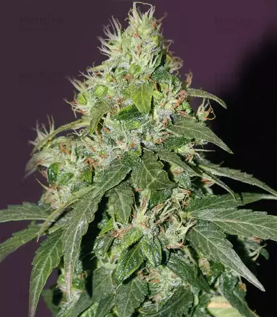 CBD Auto 20:1 (Fast Buds)