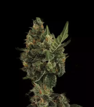 Cherry Grapefruit (Kera Seeds) Cannabis-Samen