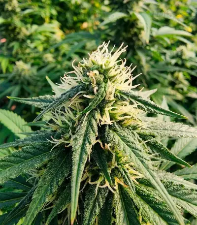 CR + (BlimBurn Seeds) Cannabis-Samen