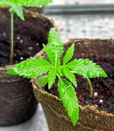 Durban Poison Autoflower feminisierte Samen (Humboldt Seed Company)