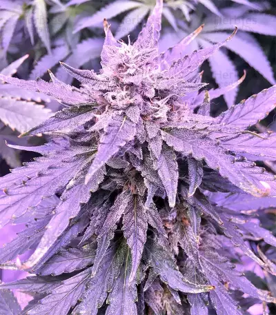 Gorilla Auto (GG#4 Original Glue Auto) (Expert Seeds) Cannabis-Samen