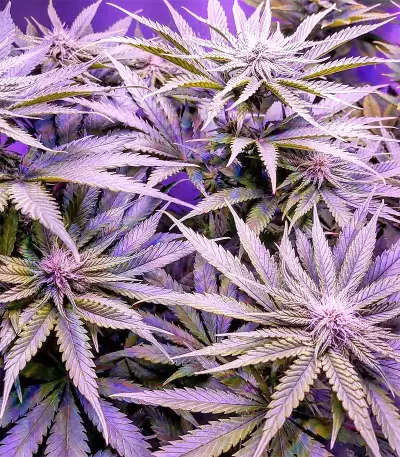Grandaddy Black (Original Sensible Seeds) Cannabis-Samen