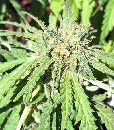Grandaddy Purple (Big Head Seeds) Cannabis-Samen