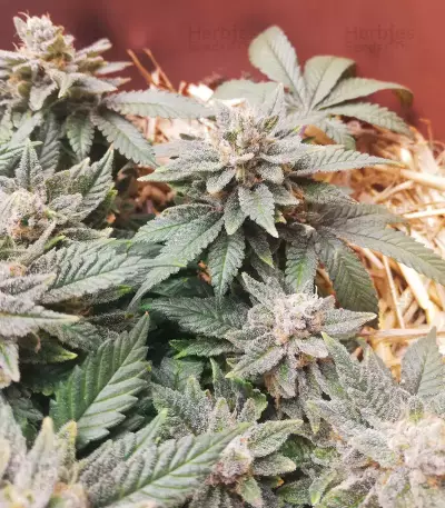 Haze Berry (RQS) Cannabis-Samen