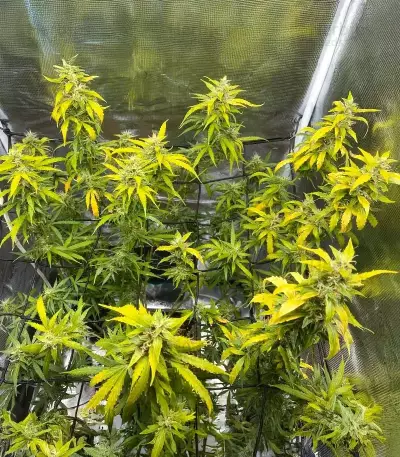 Mimosa Automatic feminisierte Samen (Royal Queen Seeds)