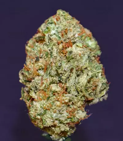 Mimosa Shot feminisierte Samen (Herbies Seeds)