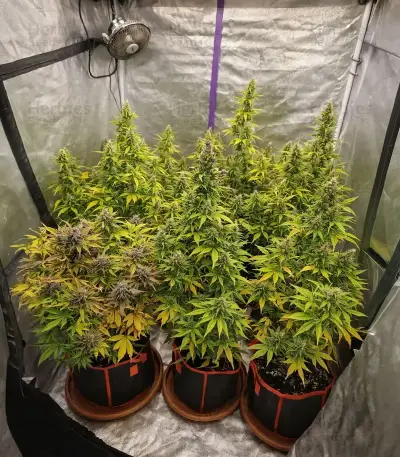 Oreoz (00 Seeds)