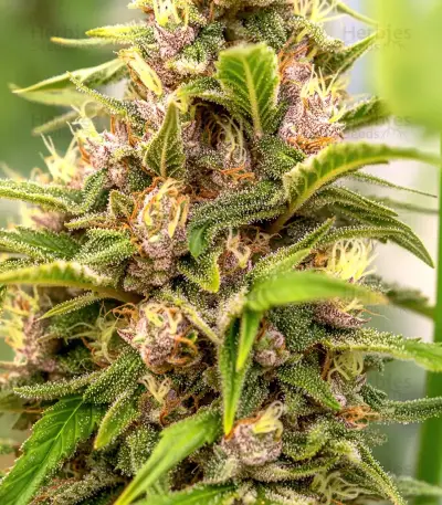 Purple Stilton Auto (Auto Seeds) Cannabis-Samen