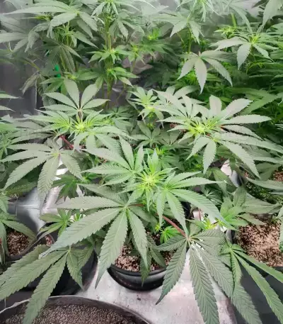Sangria Poison Autoflower feminisierte Samen (Seedkeepers)