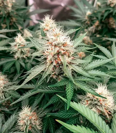 Silver Surfer Haze (BlimBurn Seeds) Cannabis-Samen
