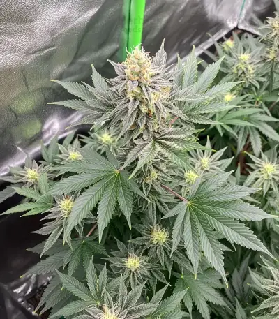 Super Boof feminisierte Samen (Barney's Farm)