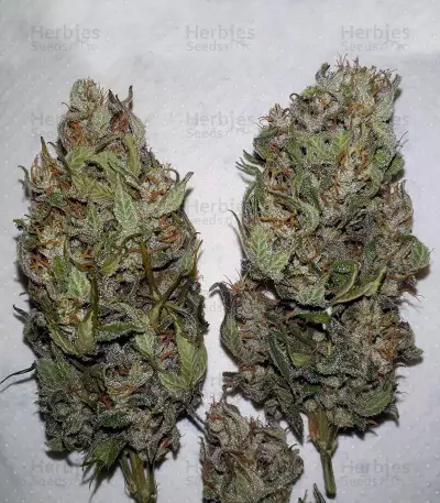 THC Bomb Auto (Bomb Seeds) Cannabis-Samen