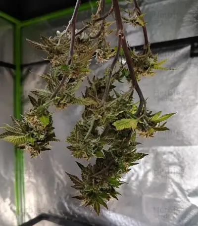 Trop Cherry (Original Sensible Seeds)