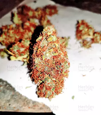 White Widow (Seedstockers) Cannabis-Samen