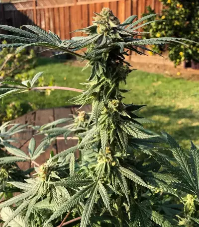 Z (Original Sensible Seeds) Cannabis-Samen