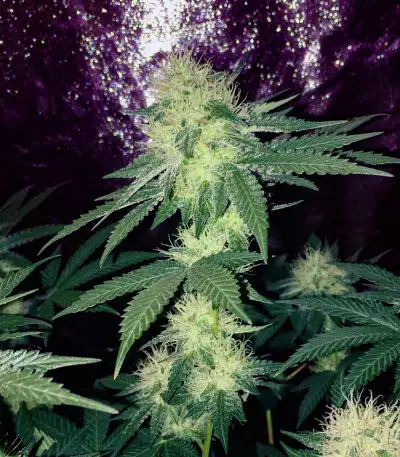 Atomic (Bomb Seeds) Cannabis-Samen